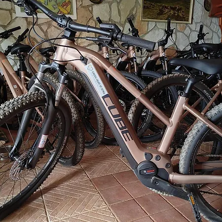 Amaryllis * Novigrad Istria