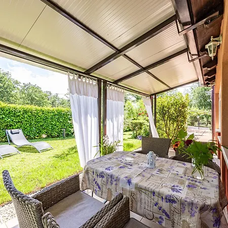 Amaryllis Novigrad Istria