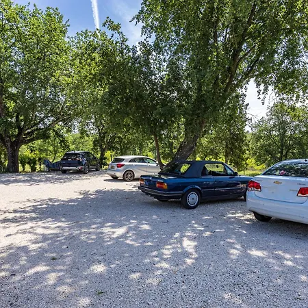 Amaryllis Novigrad Istria